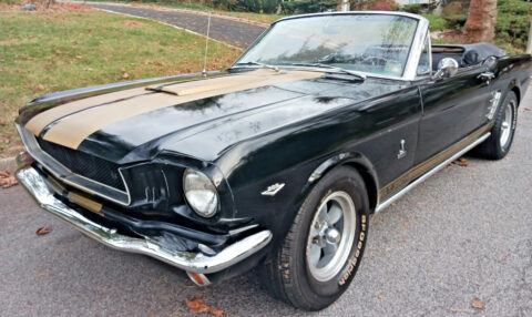 1966 Shelby GT350H na prodej